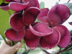 Plumeria " Black Ruby " - Image 2
