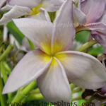 Plumeria " Blue Canyon No.2 "