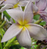 Plumeria " Blue Canyon No.2 "