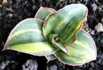 Sansevieria " Blue Keaw Variegated " - Image 4