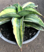 Sansevieria " Blue Keaw Variegated " - Image 2