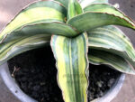 Sansevieria " Blue Keaw Variegated " - Image 3