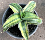 Sansevieria " Blue Keaw Variegated "