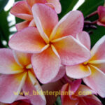 Plumeria " Boon Yen "