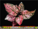 AGLAONEMA " Valentine " - Image 3
