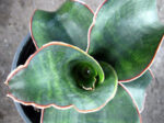 Sansevieria " Masoniana " - Image 2