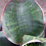 Sansevieria " Masoniana "