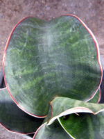 Sansevieria " Masoniana "