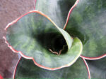 Sansevieria " Masoniana " - Image 3