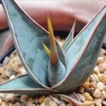 Sansevieria " Pinguicula "