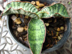 Sansevieria " Tiger Blue " - Image 3