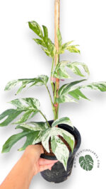 Epipremnum Pinnatum Marble Variegated Size L - Image 2