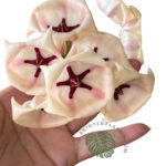Hoya Archboldiana White
