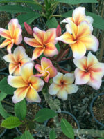 Plumeria Maeya - Image 2