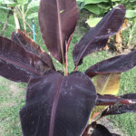Musa ‘Super Black’ Black variegated