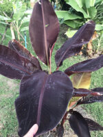 Musa ‘Super Black’ Black variegated