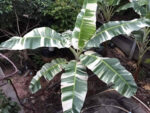 Musa  ‘ AE AE ’ Variegated - Image 2
