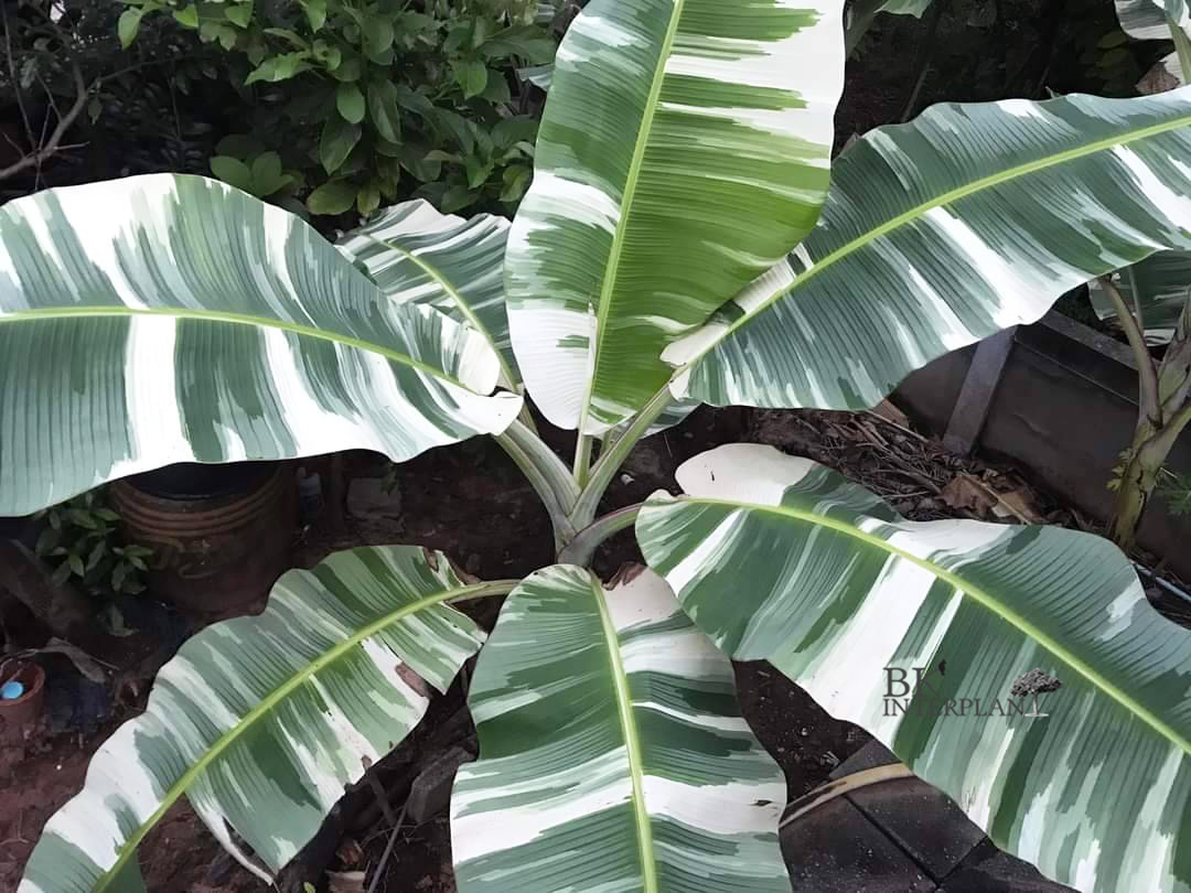 c525591.jpg Musa ‘ AE AE ’ Variegated - Image 1