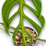 10 Plants Monstera Burle marx Flame Size S