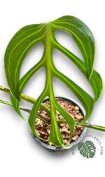 10 Plants Monstera Burle marx Flame Size S