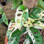 Monstera Adansonii Albo Variegated - Image 4