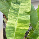 5 Plants Musa acuminata Colla Simmonds Variegated