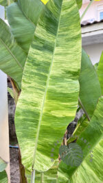 5 Plants Musa acuminata Colla Simmonds Variegated
