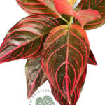 Aglaonema Red Vein