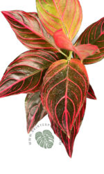Aglaonema Red Vein