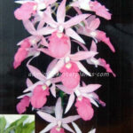 3 Corm "Calanthe rosea (Lindl.) Benth."