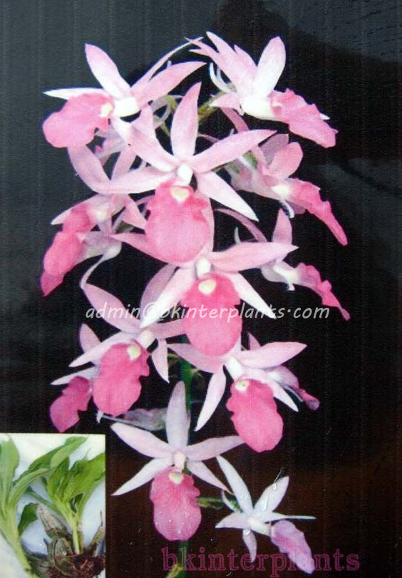 calathe_copy.jpg 3 Corm "Calanthe rosea (Lindl.) Benth." - Image 1