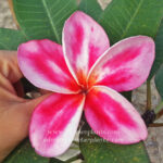 Plumeria " Candy pink "