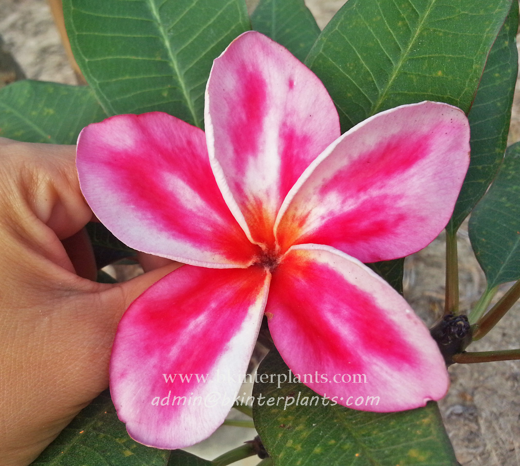 ø; Plumeria " Candy pink " - Image 1