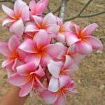 Plumeria " Candy Star "