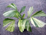 Palm "Caryota Mitis Variegated"