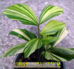 10 Seeds " Caryota Mitis Variegated " - Image 2