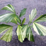 50 Seeds " Caryota Mitis Variegated "