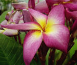 Plumeria " Cathreeya Candy "