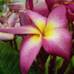 Plumeria " Cathreeya Candy "