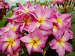 Plumeria " Cathreeya Candy " - Image 2