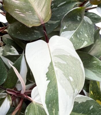 Philodendron Red Anderson Variegated with deep red stems and white marble variegation