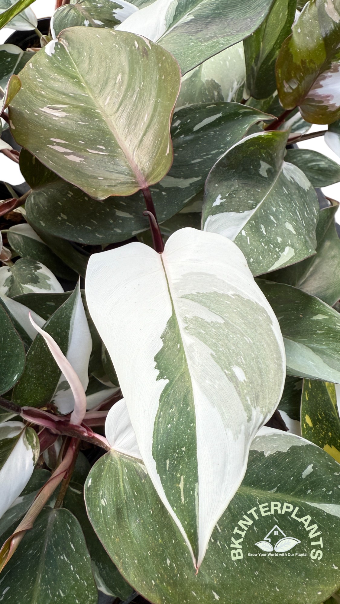 cc-photoroom_1_.jpg Philodendron Red Anderson Variegated - Image 1
