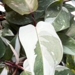 5 Plants Philodendron Red Anderson Variegated