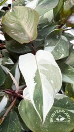 5 Plants Philodendron Red Anderson Variegated