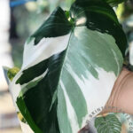 Philodendron White Wizard Variegated
