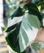 5 Plants Philodendron White Wizard Variegated