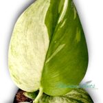 Scindapsus Moonlight Albo Variegated