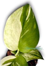 Scindapsus Moonlight Albo Variegated