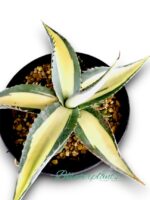 Agave Salmiana variegated