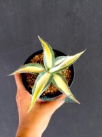 Agave Salmiana variegated - Image 2